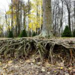 Impacto das Raízes de Árvores nos Sistemas de Drenagem e Como Prevenir