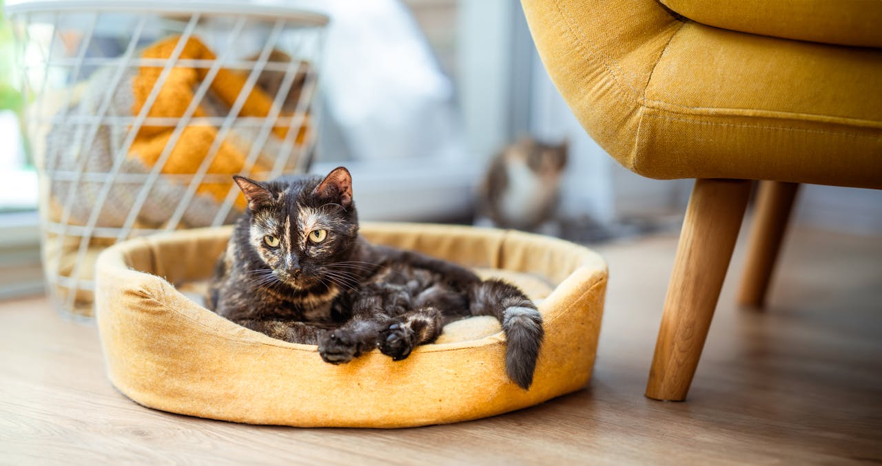 Como acabar com mau cheiro de animais de estimação dentro de casa 1