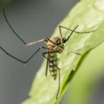 Como afastar mosquitos: Veja técnicas caseiras para afastar mosquitos 13