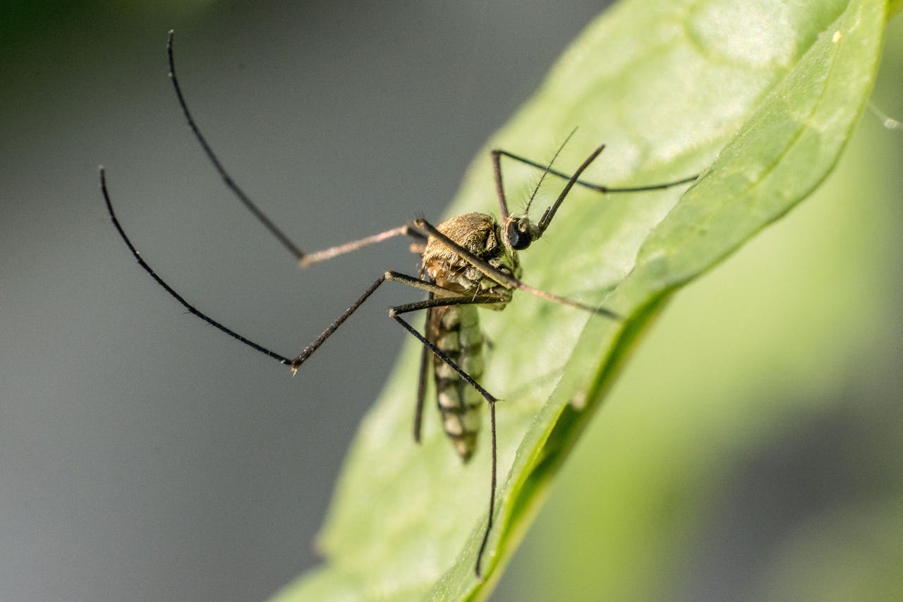 Como afastar mosquitos: Veja técnicas caseiras para afastar mosquitos 1