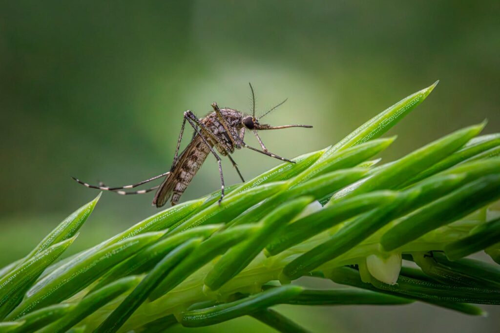 Como afastar mosquitos: Veja técnicas caseiras para afastar mosquitos 2